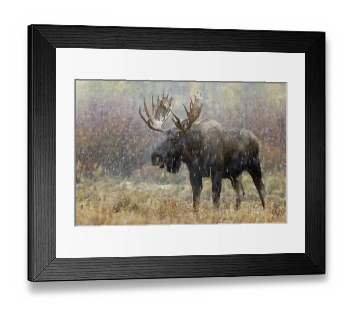 Framed Print : Bull moose in snowstorm Framed Print : Bull moose in snowstorm