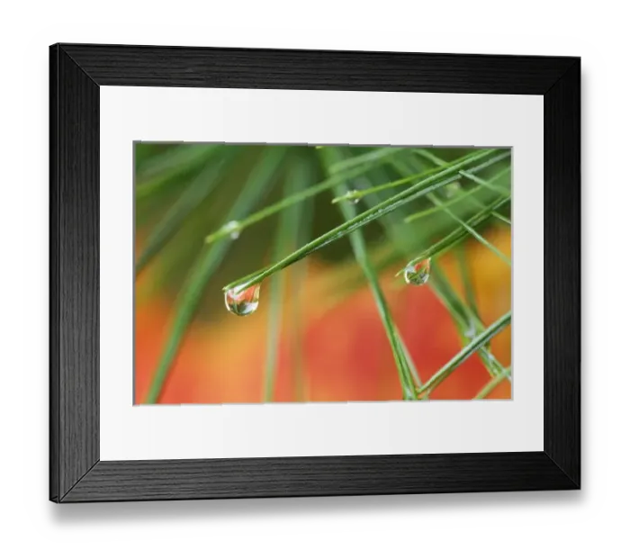 Framed Print : USA, Northeast, Pine tree needles with drops of rain and fall reflections Framed Print : USA, Northeast, Pine tree needles with drops of rain and fall reflections