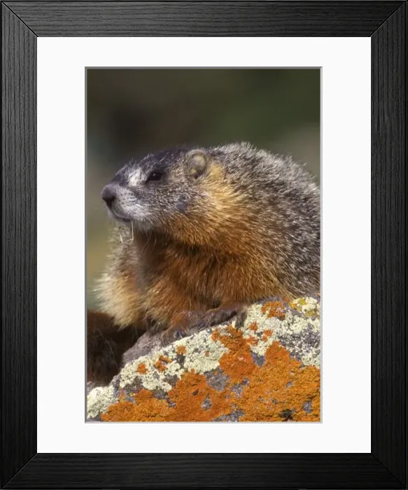 Framed Print : Yellow-bellied Marmot, Yellowstone NP, WY, USA