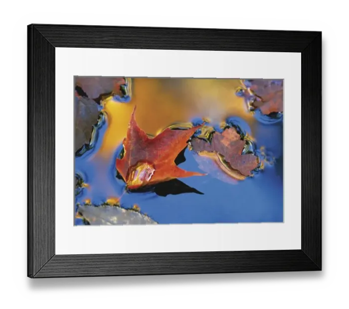 Framed Print : USA, Northeast, Maple Leaf in Reflection Floating Down Stream. Credit as: Nancy Rotenberg