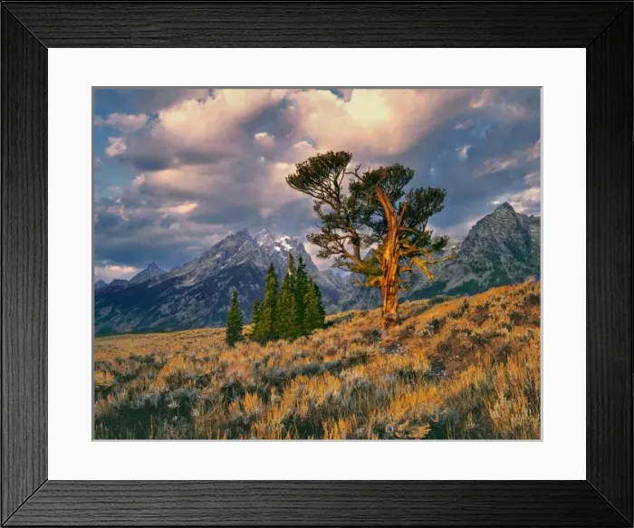 Framed Print : USA, Wyoming, Grand Teton NP. Sunrise greets a lone cedar tree in Grand Teton N. P