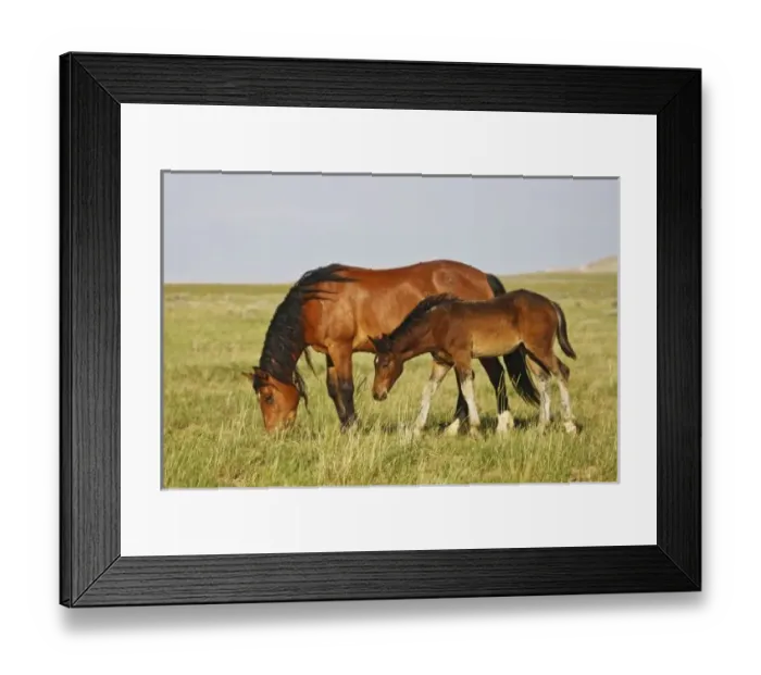 Framed Print : USA, North America, Wyoming Framed Print : USA, North America, Wyoming