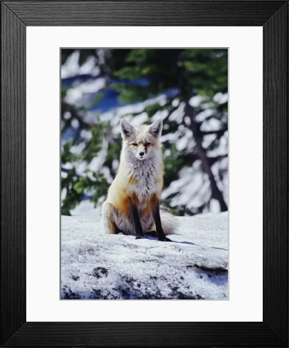 Framed Print : Red Fox sitting on snow bank, Vulpes, Mt. Rainier National Park, WA Framed Print : Red Fox sitting on snow bank, Vulpes, Mt. Rainier National Park, WA