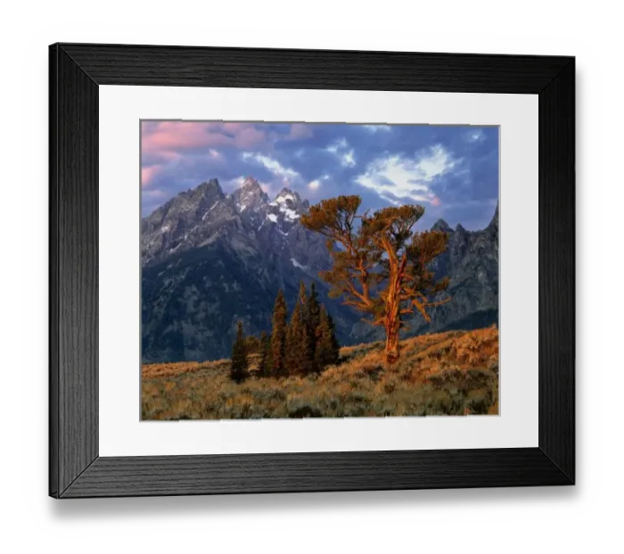Framed Print : USA, Wyoming, Grand Teton NP. A lone cedar tree is colored by early morning sun Framed Print : USA, Wyoming, Grand Teton NP. A lone cedar tree is colored by early morning sun