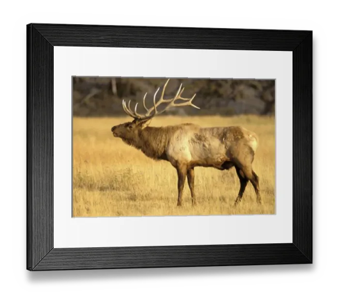 Framed Print : USA, North America, Wyoming