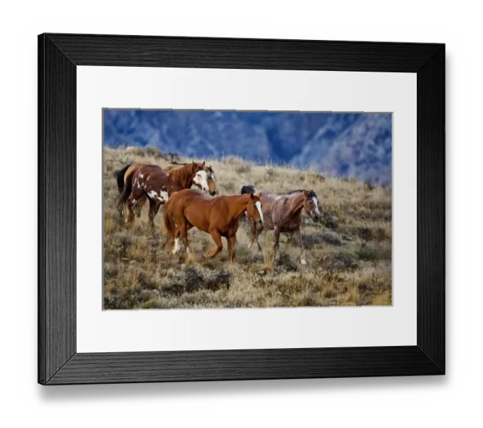 Framed Print : Horses roaming the scenic hills of the Big Horn MT of Shell Wyoming Framed Print : Horses roaming the scenic hills of the Big Horn MT of Shell Wyoming