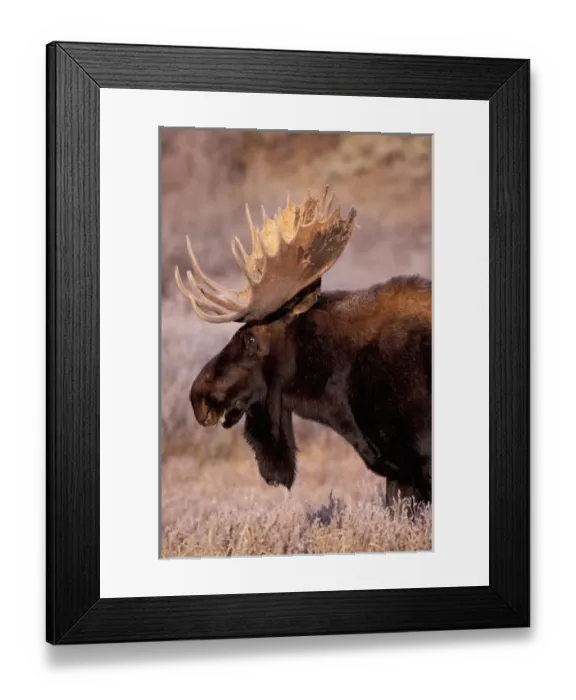 Framed Print : North America, USA, Wyoming, Grand Teton NP, Bull moose (Alces alces) Framed Print : North America, USA, Wyoming, Grand Teton NP, Bull moose (Alces alces)
