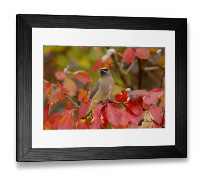 Framed Print : Adult Cedar Waxwing on hawthorn with snow, Grand Teton NP, Wyoming Framed Print : Adult Cedar Waxwing on hawthorn with snow, Grand Teton NP, Wyoming