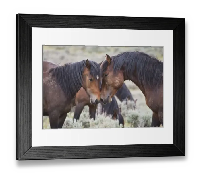 Framed Print : Wild Horses (Equus caballus) in sagebrush near Cody, Wyoming Framed Print : Wild Horses (Equus caballus) in sagebrush near Cody, Wyoming