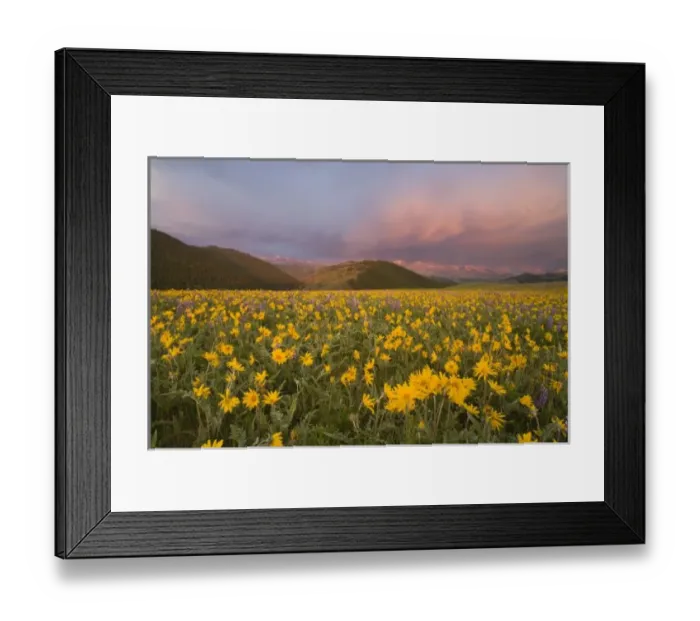 Framed Print : Spectacular wildflower meadow at sunrise in the Bighorn Mountains of Wyoming