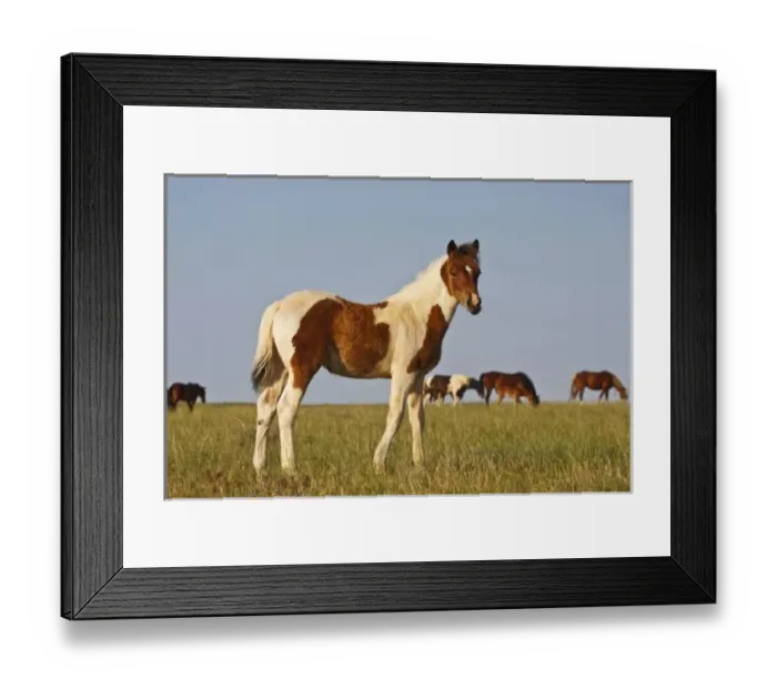 Framed Print : Feral Horse (Equus caballus) colt with herd in the high, sagebrush country east of Cody Framed Print : Feral Horse (Equus caballus) colt with herd in the high, sagebrush country east of Cody