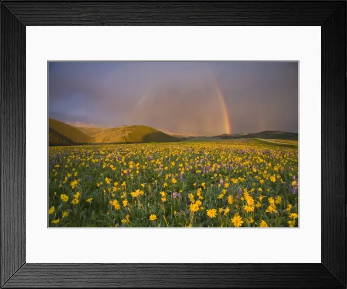 Framed Print : Spectacular wildflower meadow at sunrise in the Bighorn Mountains of Wyoming Framed Print : Spectacular wildflower meadow at sunrise in the Bighorn Mountains of Wyoming