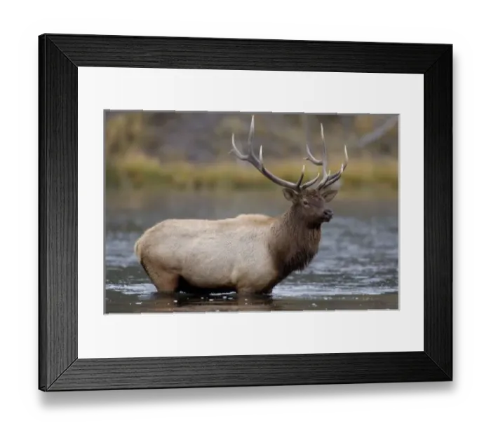Framed Print : bull elk crossing river, Yellowstone NP, Wyoming