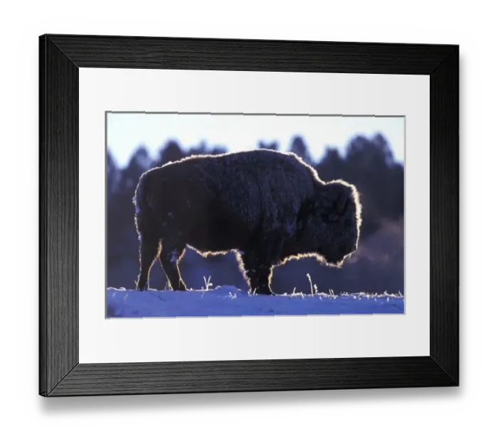 Framed Print : North America, Wyoming, Yellowstone National Park. Bison (Bison bison)