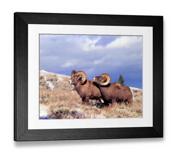 Framed Print : Two bighorn rams (Ovis canadensis) on grassy slope, Whiskey Mountain, Wyoming