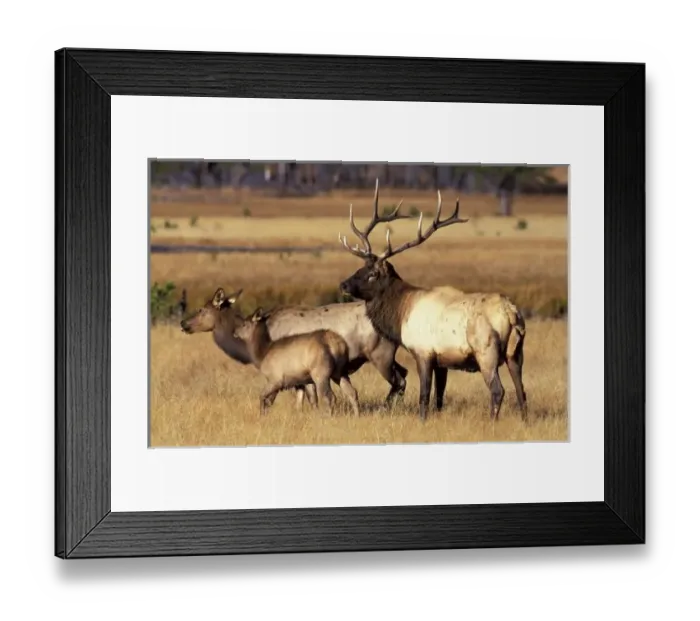 Framed Print : NA, USA, Wyoming Framed Print : NA, USA, Wyoming