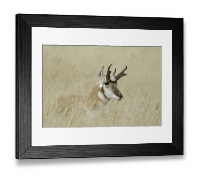 Framed Print : Pronghorn male resting, Yellowstone NP, Wyoming Framed Print : Pronghorn male resting, Yellowstone NP, Wyoming