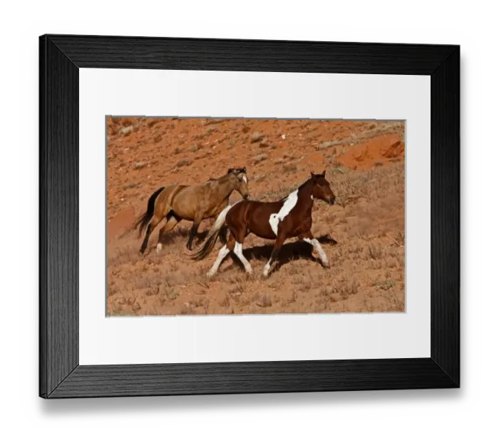 Framed Print : Horses roaming the Big Horn MT of Shell Wyoming Framed Print : Horses roaming the Big Horn MT of Shell Wyoming