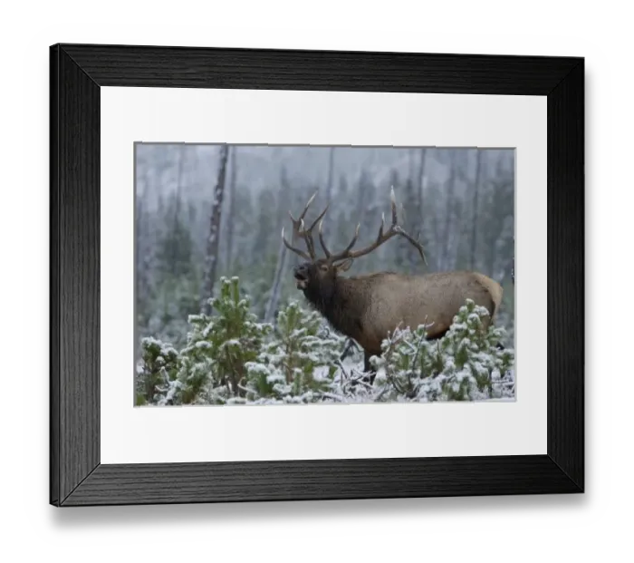 Framed Print : Bull Elk in snow calling, bugling, Yellowstone NP, Wyoming