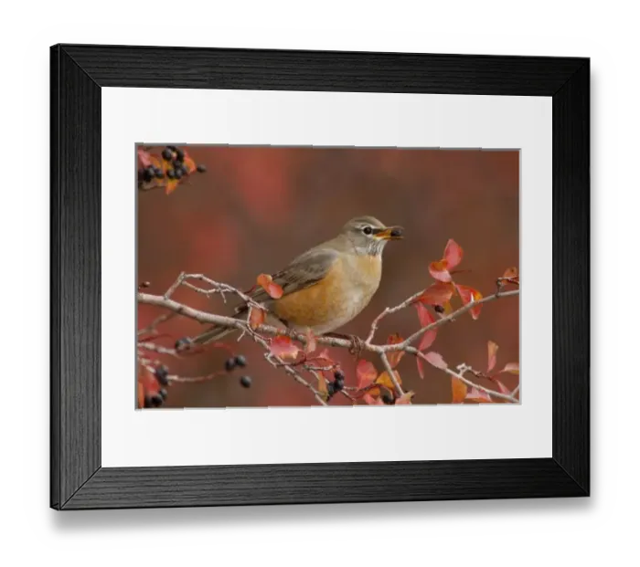 Framed Print : Female American Robin in Black Hawthorn (Crataegus douglasii), Grand Teton NP, Wyoming Framed Print : Female American Robin in Black Hawthorn (Crataegus douglasii), Grand Teton NP, Wyoming