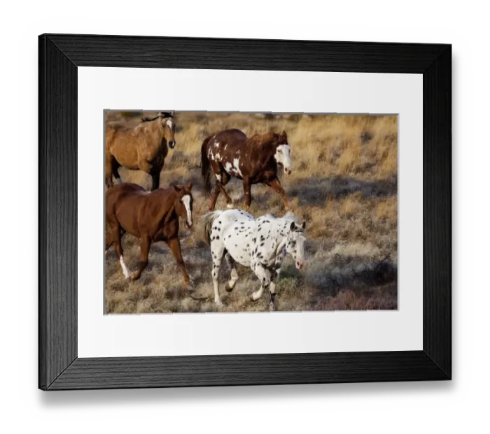 Framed Print : Horses roaming the scenic hills of the Big Horn MT of Shell Wyoming Framed Print : Horses roaming the scenic hills of the Big Horn MT of Shell Wyoming