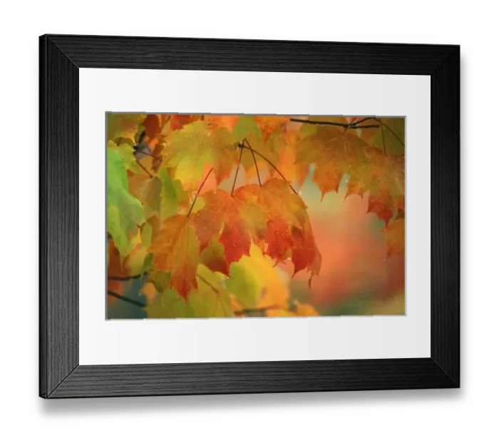 Framed Print : USA, Northeast, Maple Leaves in Rain Framed Print : USA, Northeast, Maple Leaves in Rain