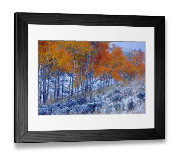 Framed Print : Aspen trees in Fall colors, Bighorn Mountains, Shell, Wyoming, USA Framed Print : Aspen trees in Fall colors, Bighorn Mountains, Shell, Wyoming, USA