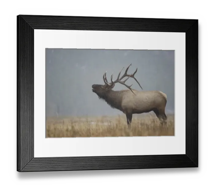 Framed Print : USA, North America, Wyoming