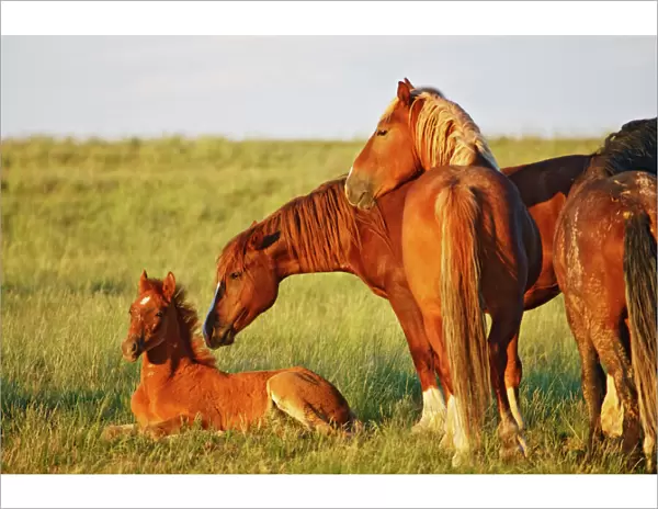 Feral Horse (Equus