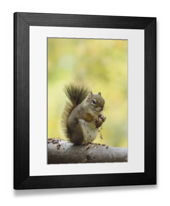 Framed Print : Red Squirrel, Pine Squirrel, Tamiasciurus hudsonicus Framed Print : Red Squirrel, Pine Squirrel, Tamiasciurus hudsonicus