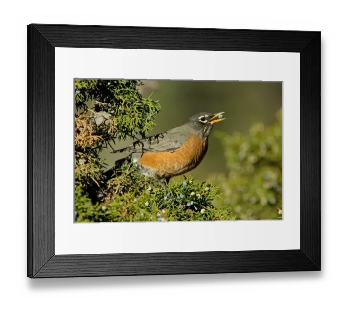 Framed Print : USA, North America, Wyoming Framed Print : USA, North America, Wyoming