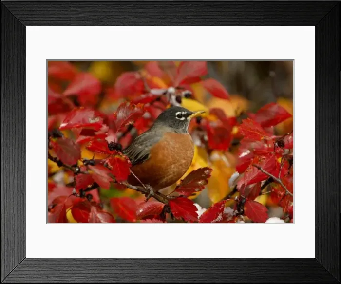Framed Print : Male American Robin in Black Hawthorn (Crataegus douglasii), Grand Teton NP, Wyoming Framed Print : Male American Robin in Black Hawthorn (Crataegus douglasii), Grand Teton NP, Wyoming