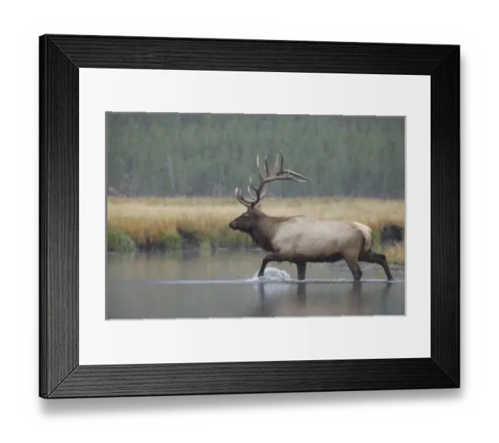 Framed Print : Bull Elk crossing river in snowstorm, Yellowstone NP, Wyoming Framed Print : Bull Elk crossing river in snowstorm, Yellowstone NP, Wyoming