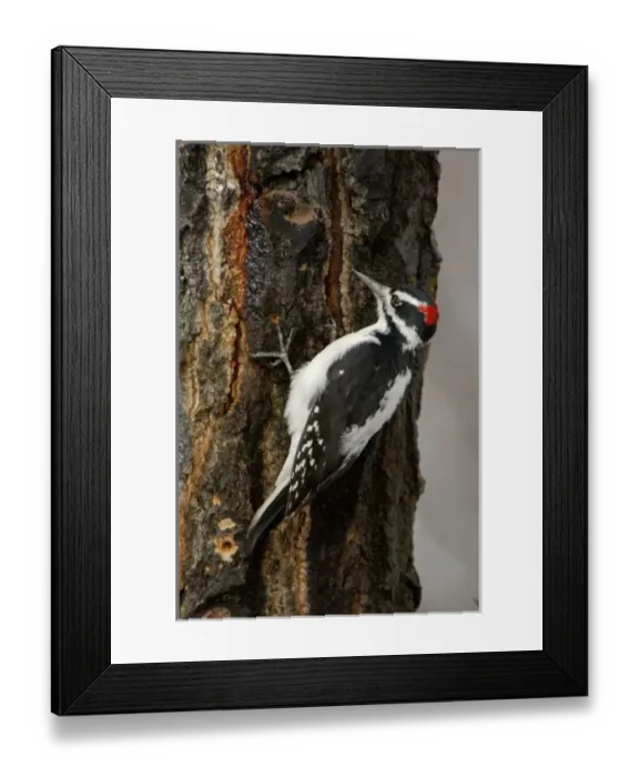 Framed Print : USA, North America, Wyoming Framed Print : USA, North America, Wyoming