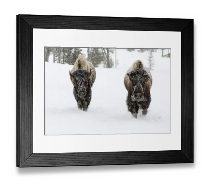 Framed Print : USA, WY, Yellowstone NP, American Bison (Bison bison)
