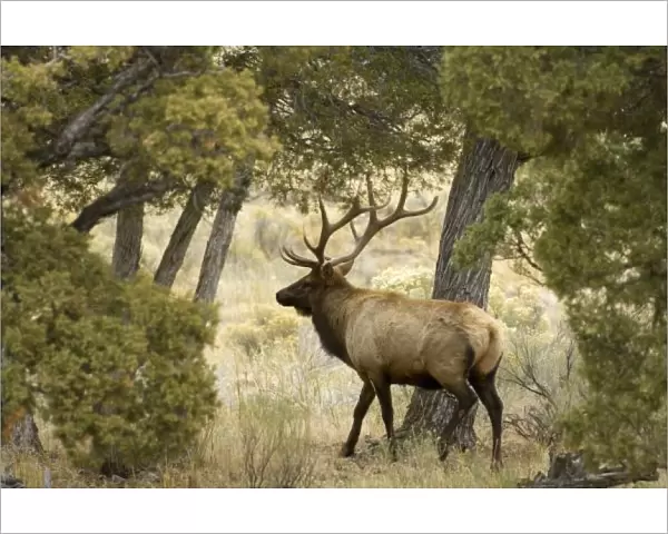 Bull Elk, Yellowstone