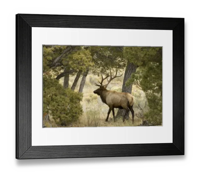 Framed Print : Bull Elk, Yellowstone Framed Print : Bull Elk, Yellowstone