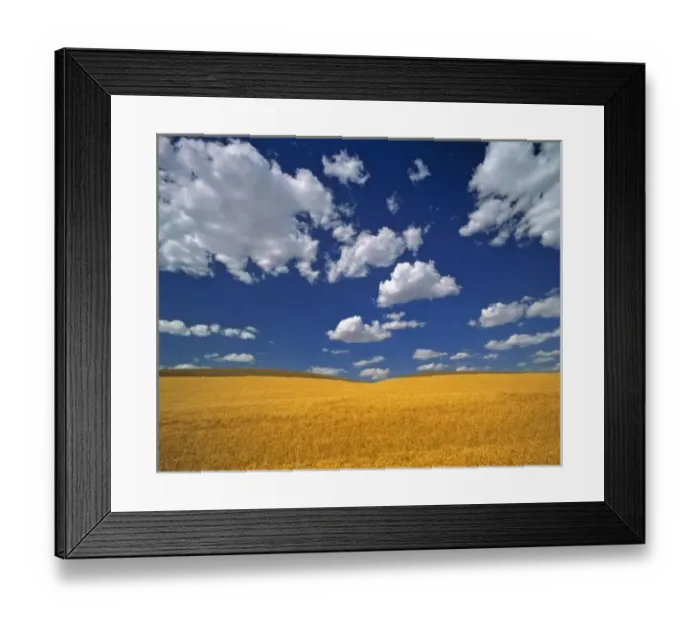 Framed Print : USA, Washington State, Colfax. Ripe barley meets the horizon near Colfax in the Palouse area