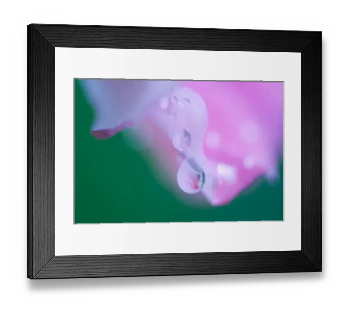 Framed Print : Petals with Drops of Rain