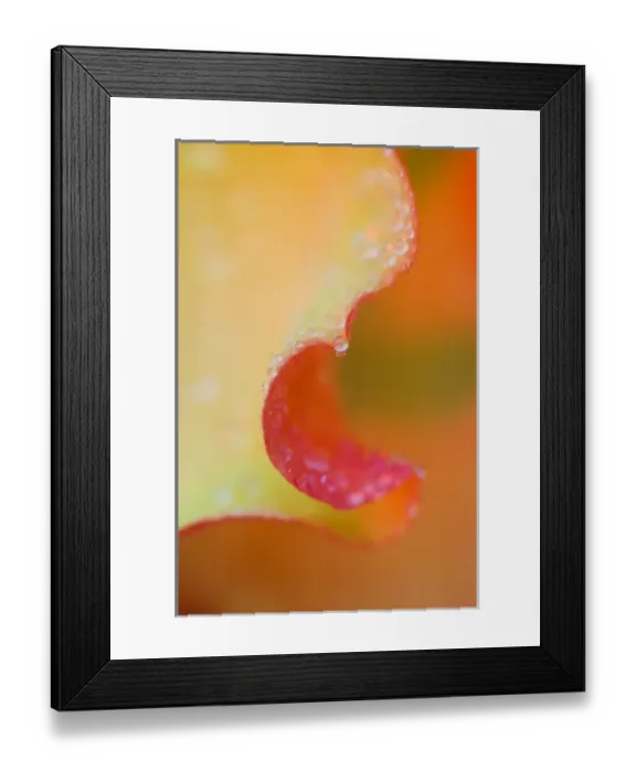 Framed Print : Flower Petal with Rain Drop Framed Print : Flower Petal with Rain Drop
