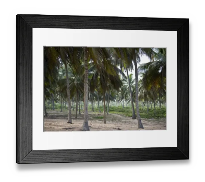 Framed Print : Africa, West Africa, Benin, Ouidah, Bight of Benin. Palm grove near the ocean in rural Benin Framed Print : Africa, West Africa, Benin, Ouidah, Bight of Benin. Palm grove near the ocean in rural Benin