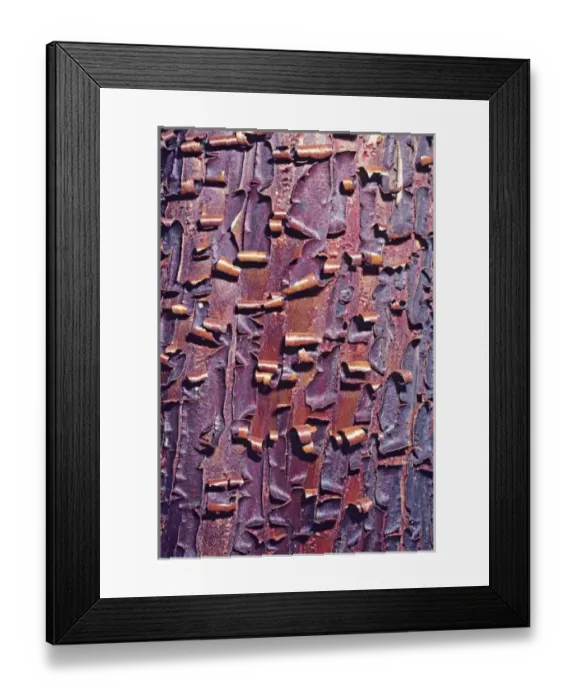 Framed Print : Madrone tree bark close-up