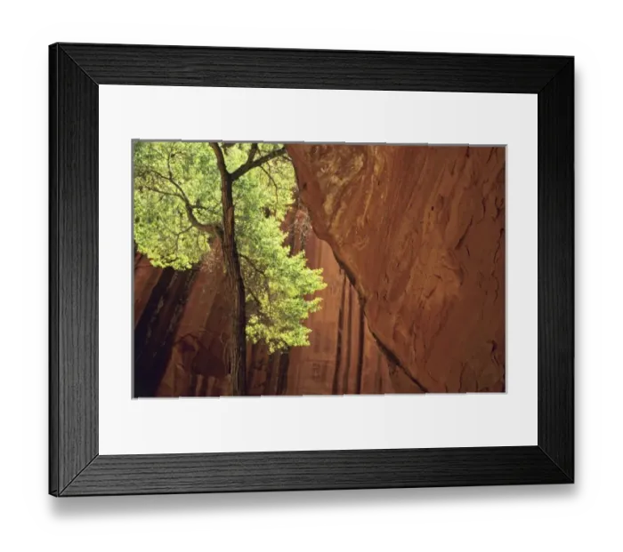 Framed Print : Cottonwood tree in Choprock slot canyon on Escalante River, Glen Canyon, National Recreation Area Framed Print : Cottonwood tree in Choprock slot canyon on Escalante River, Glen Canyon, National Recreation Area