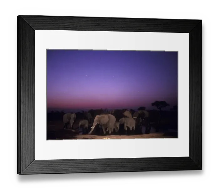 Framed Print : Botswana, Chobe National Park, Flash image of Elephant herd (Loxodonta africana) Framed Print : Botswana, Chobe National Park, Flash image of Elephant herd (Loxodonta africana)