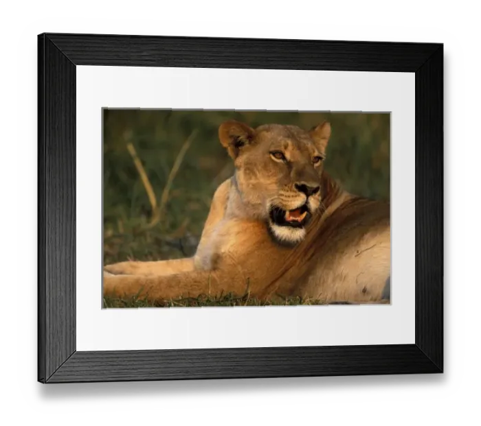 Framed Print : Africa, Botswana, Moremi Game Reserve, Lioness (Panthera leo) resting in lush grass Framed Print : Africa, Botswana, Moremi Game Reserve, Lioness (Panthera leo) resting in lush grass