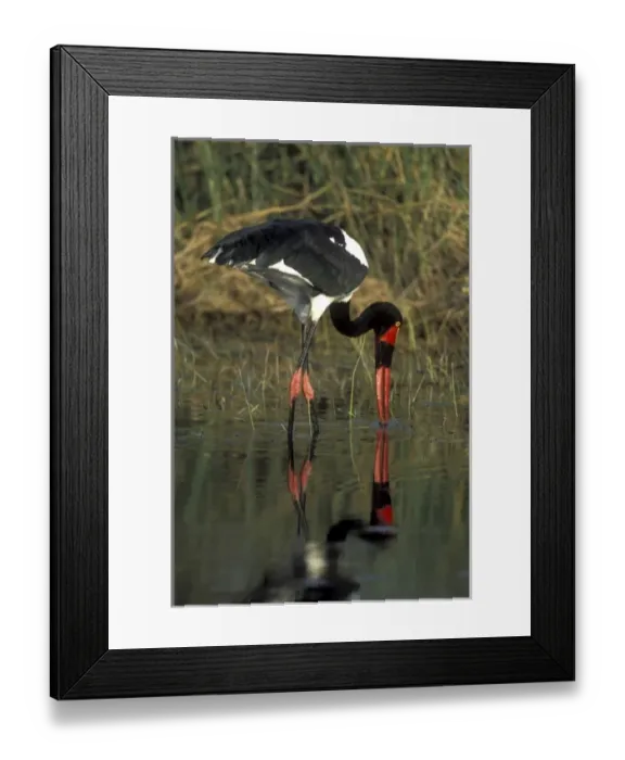 Framed Print : Africa, Botswana, Moremi Game Reserve, Saddle-Billed Stork (Ephippiorhynchus senegalensis) Framed Print : Africa, Botswana, Moremi Game Reserve, Saddle-Billed Stork (Ephippiorhynchus senegalensis)