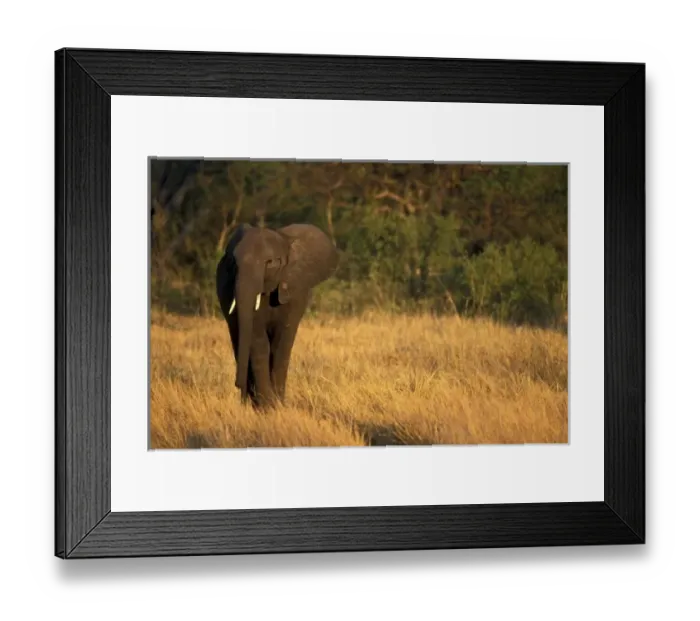 Framed Print : Africa, Botswana Framed Print : Africa, Botswana