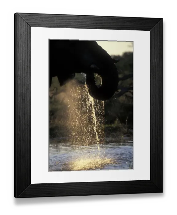 Framed Print : Botswana, Chobe National Park, Setting sun lights Elephant (Loxodonta africana) drinking Framed Print : Botswana, Chobe National Park, Setting sun lights Elephant (Loxodonta africana) drinking