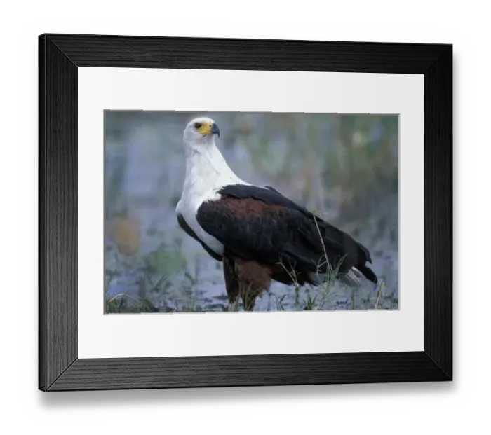 Framed Print : Botswana, Moremi Game Reserve, Fish Eagle (Halieaeetus vocifer) stands along banks Framed Print : Botswana, Moremi Game Reserve, Fish Eagle (Halieaeetus vocifer) stands along banks