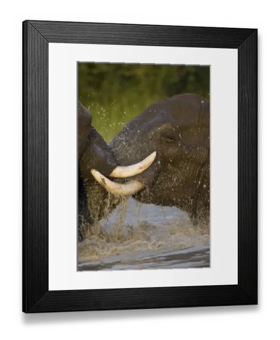 Framed Print : Africa, Botswana Framed Print : Africa, Botswana